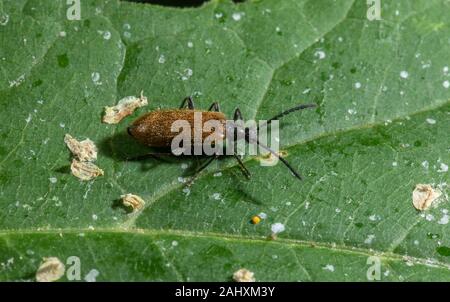 Un mâle Darkling beetle, Lagria hirta, sur feuilles au wildlife garden, dans le Norfolk. Banque D'Images