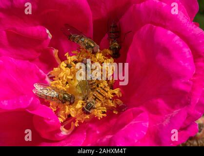 Hoverflies Episyrphus balteatus, marmelade et bagués commun Syrphus ribesii hoverflies, se nourrissant de l'apothicaire's Rose, Rosa Gallica officinalis, j Banque D'Images