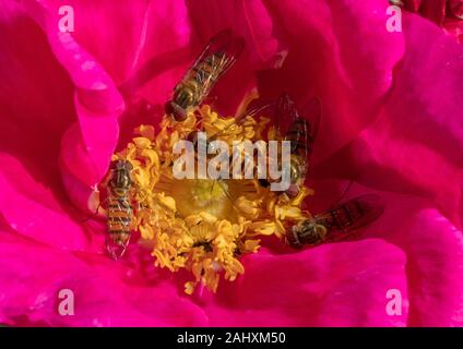 Hoverflies Episyrphus balteatus, marmelade et bagués commun Syrphus ribesii hoverflies, se nourrissant de l'apothicaire's Rose, Rosa Gallica officinalis, j Banque D'Images