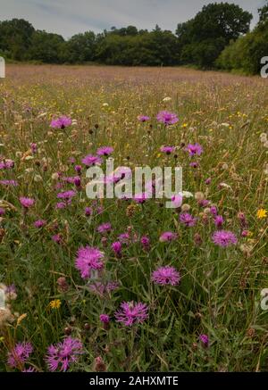 Vieux Fleuri - Gros hay meadow Mead - dans Kingcombe Meadows nature reserve, avec la centaurée commune, West Dorset. Banque D'Images