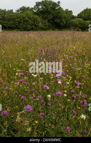 Vieux Fleuri - Gros hay meadow Mead - dans Kingcombe Meadows nature reserve, avec la centaurée commune, West Dorset. Banque D'Images