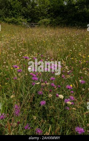 Vieux Fleuri - Gros hay meadow Mead - dans Kingcombe Meadows nature reserve, avec la centaurée commune, West Dorset. Banque D'Images