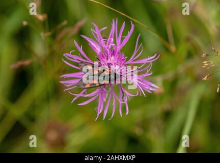 5-spot Burnet, Zygaena trifolii ssp decreta, papillon sur la centaurée commune, Kingcombe. Banque D'Images