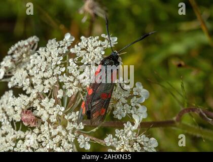 5-spot Burnet, Zygaena trifolii ssp decreta, sur umbellifer, Dorset. Banque D'Images
