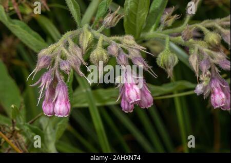 Fédération de consoude, Symphytum x uplandicum, en fleurs sur route, Dorset. Banque D'Images