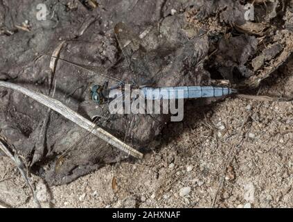 Skimmer carénées mâle, Orthetrum coerulescens libellule, réglé sur la lande. Le Dorset. Banque D'Images