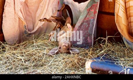 Joey deux kangourous jouant dans une poche sur un lit de paille Banque D'Images