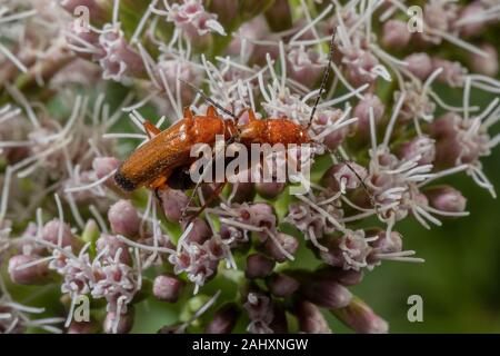 Paire d'accouplement de soldat rouge de coléoptères, Rhagonycha fulva, sur le chanvre Aigremoine. Banque D'Images