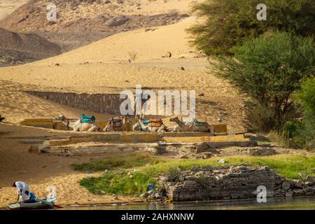 Près d'Aswan à côté de la rivière Nil sont des chameaux au repos. C'est une façon de le désert du Sahara Banque D'Images