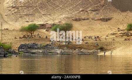 Près d'Aswan à côté de la rivière Nil sont des chameaux au repos. C'est une façon de le désert du Sahara Banque D'Images