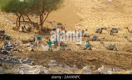 Près d'Aswan à côté de la rivière Nil sont des chameaux au repos. C'est une façon de le désert du Sahara Banque D'Images