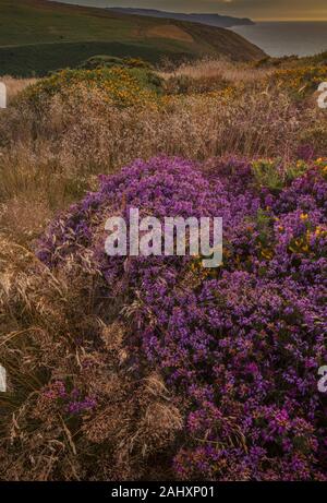 L'ajonc nain et Heather herbeux moorland en fleur sur la côte nord de l'Exmoor, près de Minehead. Le Somerset. Banque D'Images