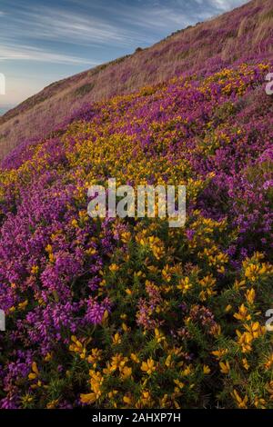 La bruyère et l'ajonc nain moorland en fleur sur la côte nord de l'Exmoor, près de Minehead. Le Somerset. Banque D'Images