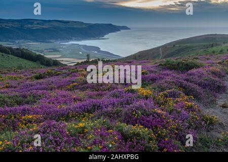 Heather et Dwarf Gorse amarre en fleur sur la côte nord d'Exmoor, près de Porlock. Somerset. Soir. Banque D'Images