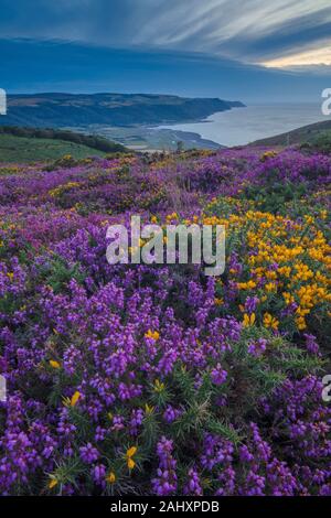 Heather et Dwarf Gorse amarre en fleur sur la côte nord d'Exmoor, près de Porlock. Somerset. Soir. Banque D'Images