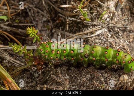 Papillon empereur, Saturnia pavonia, Caterpillar matures sur la lande ; Dorset. Banque D'Images