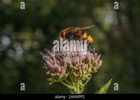 Hoverfly Volucella zonaria, Hornet, l'alimentation sur le chanvre Aigremoine, Dorset. Hoverfly plus important du Royaume-Uni. Banque D'Images