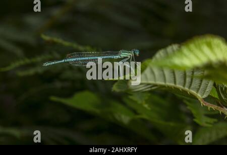 Masculin blanc-pattes Platycnemis pennipes, demoiselle, perché sur bramble leaf, près de la rivière. Banque D'Images