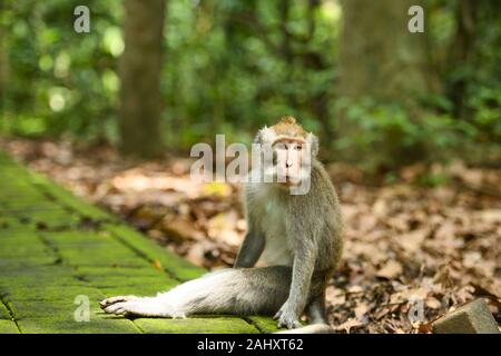 Un macaque à longue queue est assis sur un sentier dans la forêt des singes d'Ubud. Banque D'Images