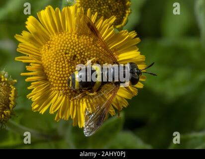 Un chrysotoxum bicinctum, hoverfly, réglée le Fleabane, pulicaria dysenterica. Le Dorset. Banque D'Images