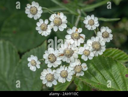 L'Achillea, achillée ptarmique, Sneezewort en fleurs en vieux prés, prairies humides, Dorset. Banque D'Images