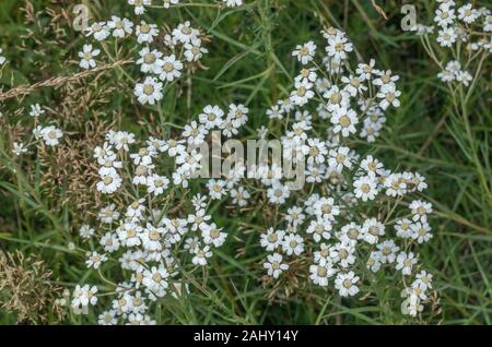 L'Achillea, achillée ptarmique, Sneezewort en fleurs en vieux prés, prairies humides, Dorset. Banque D'Images