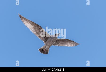 Les jeunes harengs, Larus argentatus, en vol, Dorset. Banque D'Images