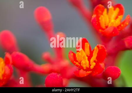 Selective focus close up plan macro sur le Jatropha podagrica ou Buddha belly plante, bottleplant shrub, la goutte, la purge de l'usine-écrou, la rhubarbe Guatémaltèque, goutteux Banque D'Images