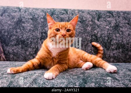 Le gingembre vert. La rousse jeune chat rayé se trouve dans une drôle de poser sur le canapé et attend avec impatience Banque D'Images