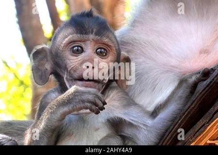 Un jeune singe dans la jungle avec précaution et songeur examine le monde, en Asie du Sud-Est, le Cambodge.