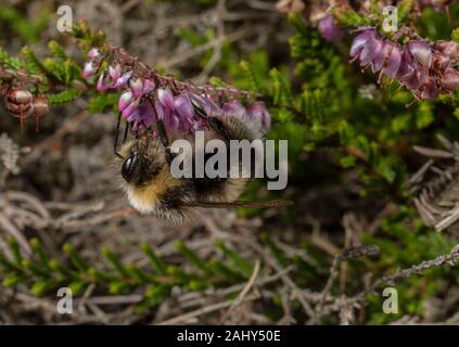 Heath Bumblebee Bombus jonellus, visiter Heather fleurs sur Dorset Heathland. Le Dorset. Banque D'Images