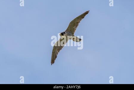 Le faucon pèlerin (Falco peregrinus), en vol, au Pays de Galles. Banque D'Images