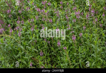 Marsh Woundwort, Stachys palustris, en fleurs en marsh autour d'un étang. Banque D'Images