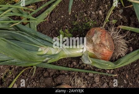 Un oignon, Allium cepa Bedfordshire 'Champion' prêt pour la récolte. Banque D'Images