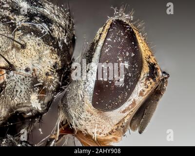 Photographie Macro de mouche morte sur fond isolé Banque D'Images