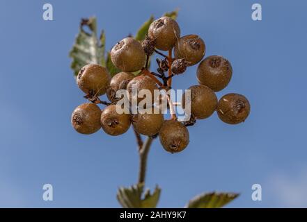 Quercus palustris Devon, Sorbus devoniensis, dans le secteur des fruits, Devon. Banque D'Images