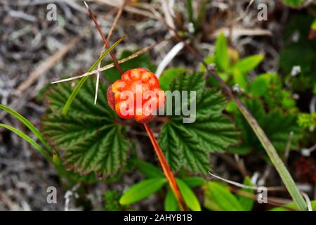 La plaquebière (Rubus chamaemorus) croissant à Terre-Neuve et Labrador, Canada. Il est connu comme toNewfoundlanders chicoutés l Banque D'Images