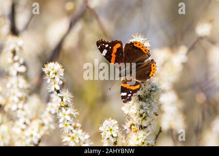 Vulcain (Vanessa atalanta) butterfly sitting on white blossom dans arbre fleurissant au printemps, Bade-Wurtemberg, Allemagne Banque D'Images