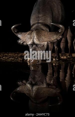 Cape, Syncerus caffer, Zimanga Game Reserve, Afrique du Sud Banque D'Images