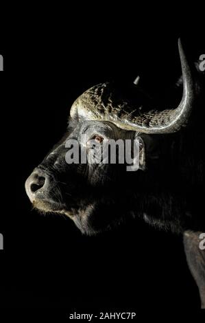 Cape, Syncerus caffer, Zimanga Game Reserve, Afrique du Sud Banque D'Images