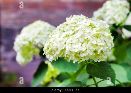 Blooming Hydrangea arborescens Annabelle blanc (communément appelé bon hortensia, Hydrangea, sauvages ou sevenbark) Banque D'Images