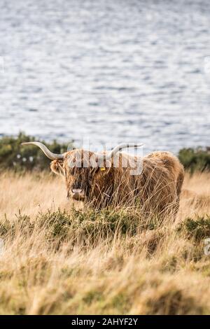 Highland le pâturage du bétail dans un champ avec vue sur lac Colliford sur Bodmin Moor en Cornouailles. Banque D'Images
