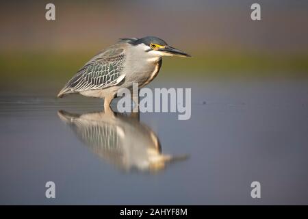 Héron strié Butorides striata, Zimanga, Game Reserve, Afrique du Sud Banque D'Images