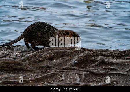 River rat ou le ragondin sur la rive de la rivière Vltava Banque D'Images