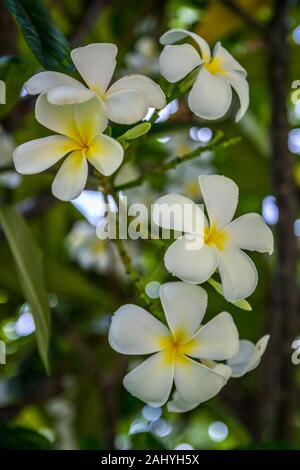 Un livre blanc Plumeria flower à Maui, Hawaii Banque D'Images