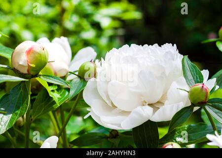 Close-up de pivoine blanche sur fond vert de jardin Banque D'Images