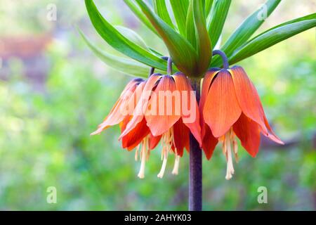 Fritillaria imperialis (Crown Imperial, Imperial fritillary ou Kaiser's crown) gros plan de fleurs Banque D'Images