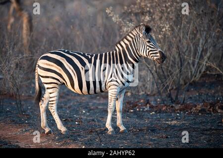 Le zèbre de Burchell, Equus quagga burchellii et nyala, Tragelaphus angasi, uMkhuze Game Reserve, Afrique du Sud Banque D'Images