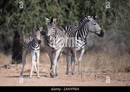 Le zèbre de Burchell, Equus quagga burchellii et nyala, Tragelaphus angasi, uMkhuze Game Reserve, Afrique du Sud Banque D'Images