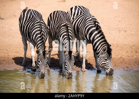 Le zèbre de Burchell, Equus quagga burchellii et nyala, Tragelaphus angasi, uMkhuze Game Reserve, Afrique du Sud Banque D'Images